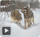 Nature: Radioactive Wolves